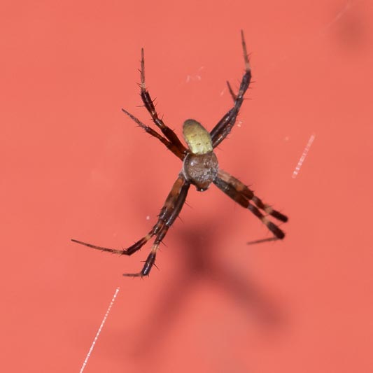 Argiope sp (a Garden Orbweaver).jpg